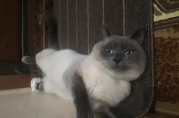 Кошки потеряшки, Казань, фото: Потеряшка Тайская кошка возле дома 9А, Казань