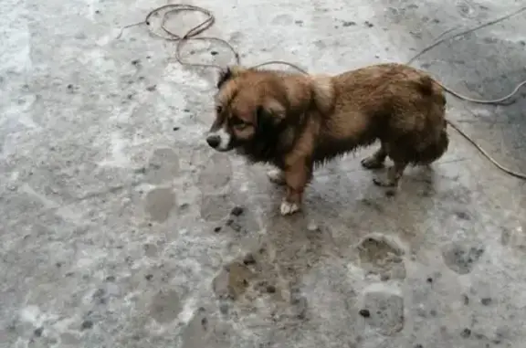 Пропала собака Веня в Алексеевке, Белгородская область