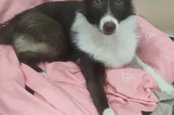 Найдена собака в Вологде, окрас шоколадно-белый