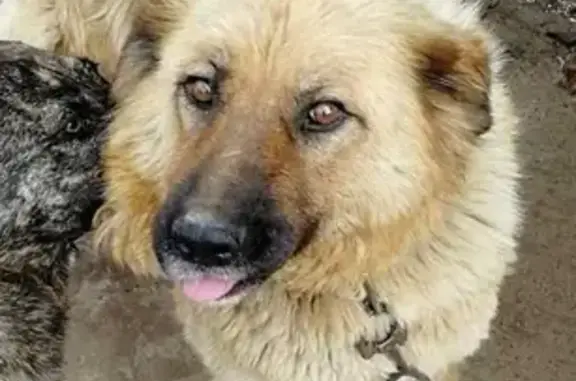 Пропала собака Манюша на Нефтеюганском шоссе 62/2, Сургут