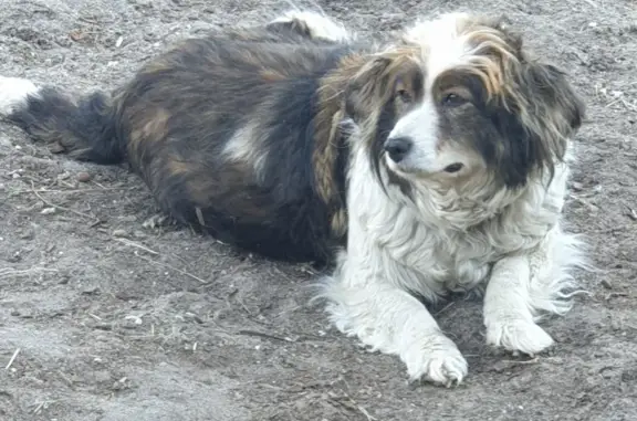 Пропала собака на Луговой улице 2 в Югорске