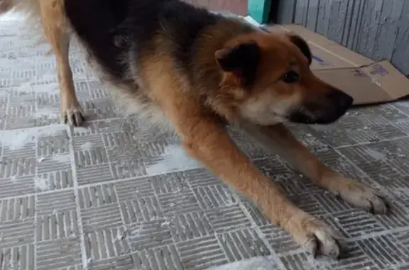 Найдена собака на Ульяновской, ищем хозяина