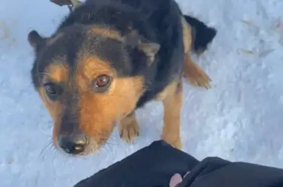 Пропала собака Рекс в Арске на улице Комарова