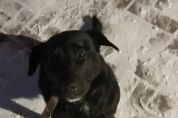 Найден чёрный пёс в Первомайском поселке