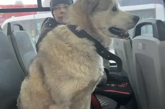 Собака на 77 автобусе, Шараповский проезд, Мытищи