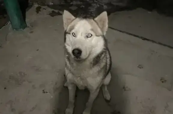 Найдена собака на Бокситогорской 22 в Приморском крае