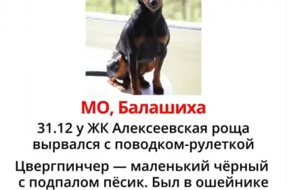 Пропала собака в Балашихе - Цвергпинчер Тайсон, ул. Дмитриева 28