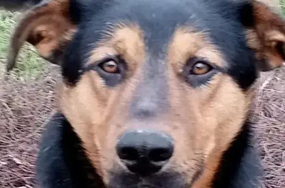 Пропала собака Джоник, ул. Калинина, Хопёрское сельское поселение