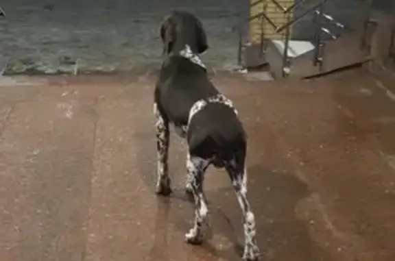 Найдена породистая собака в санатории Пушкино, голодная