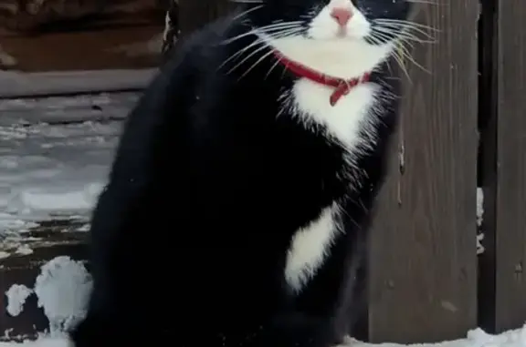 Кошки потеряшки, Санкт-Петербург, фото: Потеряшка черная кошка с белой маской и воротником на Старорусской дороге