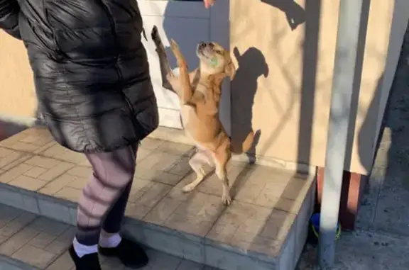 Найдена собака в Аннинском районе Воронежской области!