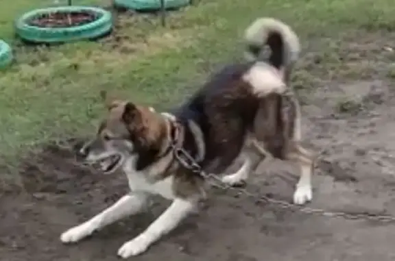 Собака пропала на Новгородской улице, 6 в Сольцах