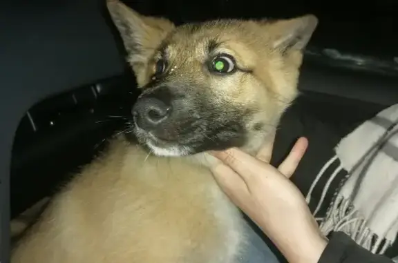 Собака Кобель найдена на Приморской улице, 1А, Онега