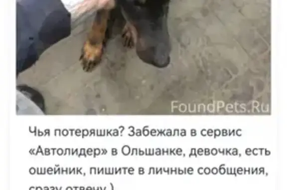Найдена активная собака на улице Пушкина, 116 в Урюпинске