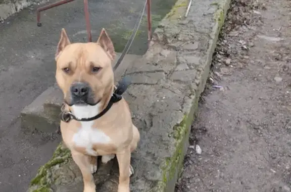 Собаки потеряшки, , фото: Потеряшка собака в Торезе, Донецкая область