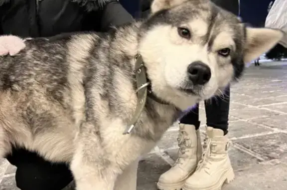 Найден добрый пес с голубым и карим глазом на набережной 62-й Армии, Волгоград
