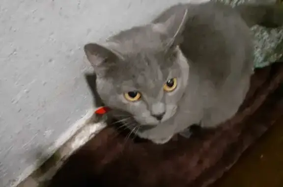 Найдена кошка на ул. Ленина, 63 в Вязьме