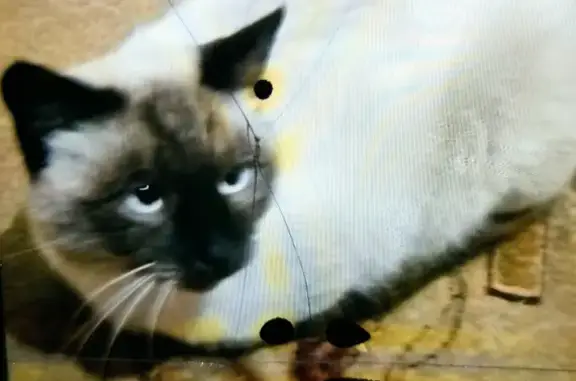 Пропала сиамская кошка на ул. Железнодорожная, 183, Майкоп