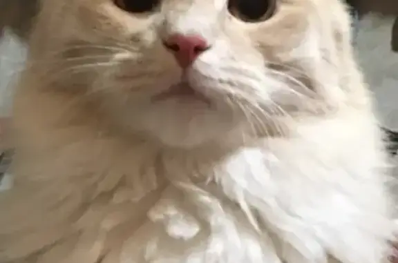 Кошки потеряшки, Санкт-Петербург, фото: Потеряшка рыжий кот Лев в Санкт-Петербурге