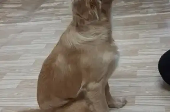 Найден щенок золотистого ретривера на Автозаводском переулке