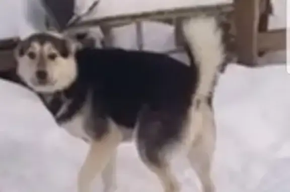 Собаки потеряшки, Нижневартовский район, фото: Потеряшка собака Миша на Югре