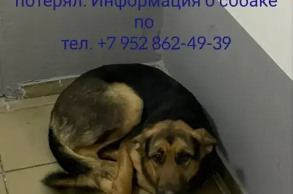 Собака найдена на ул. Карякина, 22 в Краснодаре.