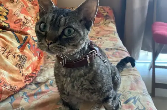 Пропала кошка Марсик в Краснодаре