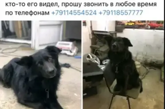 Пропала собака в Калининграде
