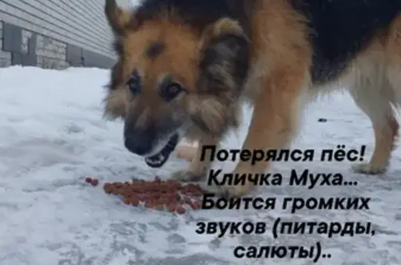 Пропала собака Мухтар на Первомайской улице