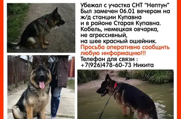 Пропала собака на Бисеровском шоссе