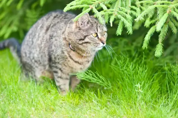 Пропала кошка Патрик на ул. Прыгунова 20, Нижний Новгород