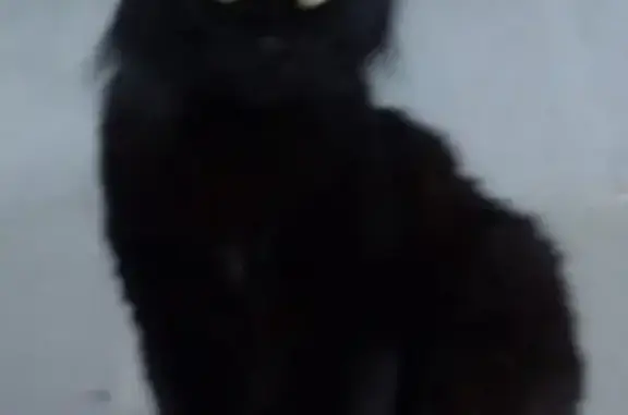 Кошки потеряшки, Юг, фото: Потеряшка кошка на Чернышевского, Юг