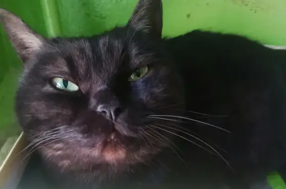 Найдена кошка на Подшипниковой, 12 в Самаре