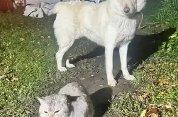 Собаки потеряшки, Москва, фото: Потеряшка собака Юки, метис Алабая, белого цвета в Горках Коломенского района.