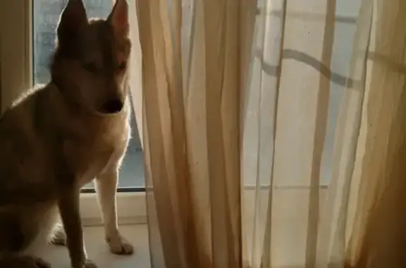 Найдена собака Хаски на Академической улице, Макеевка