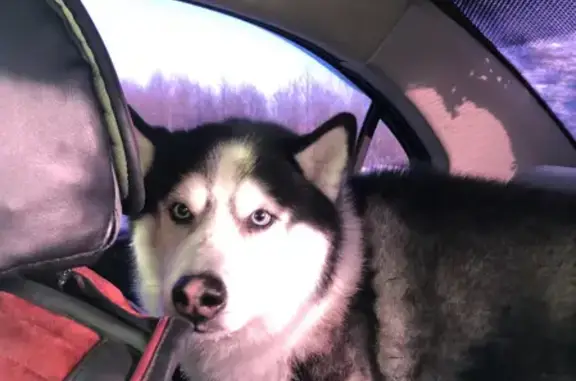 Собака Хаски найдена на Новорязанском шоссе, Чкалово