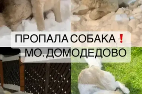 Пропала собака в районе Долматово, Московская область