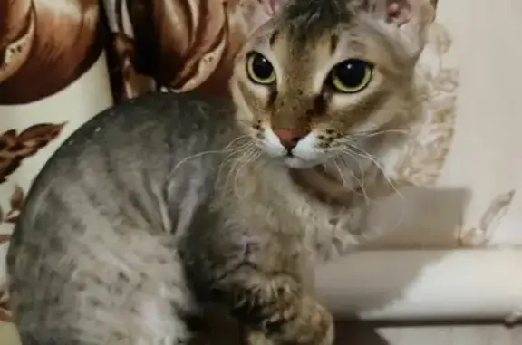 Найдена кошка Кот на ул. Сулимова, 10 в Челябинске