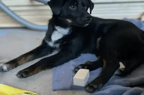 Найдена собака на заправке Роснефть в Батайске