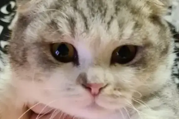 Кошки потеряшки, Казань, фото: Потеряшка кошка на Меридианной ул., Казань, 11