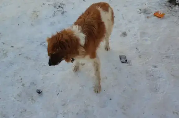 Найдена собака на улице Киквидзе, 73В в Тамбове