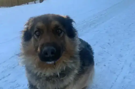 Найдена молодая собака с ошейником в Вороновском поселении, Москва.