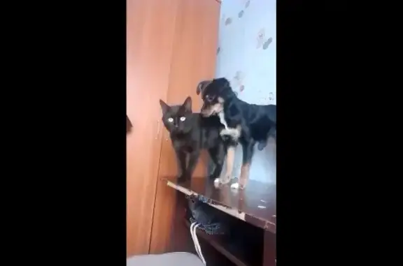 Кошки потеряшки, Киров, фото: Потеряшка кошка Тишка на Советской улице