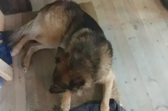 Собака найдена в поселении Вороновское, Москва.