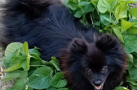 Пропала собака Немецкий шпиц в Первомайском, Крым