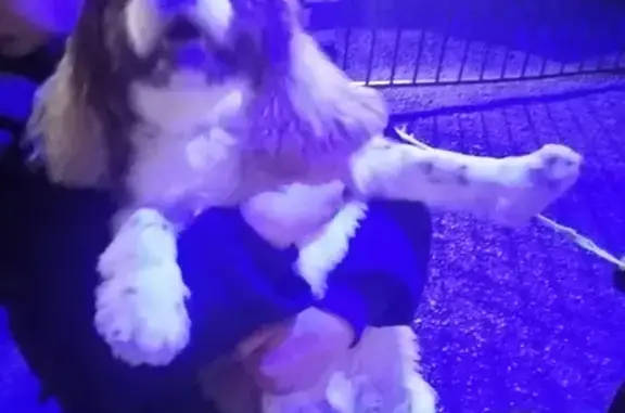 Собака найдена на Щедринской улице, Новороссийск