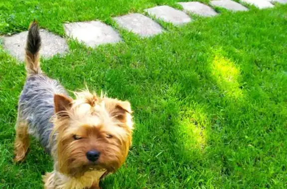 Пропала собака Боня в Мариуполе, район Приморский.