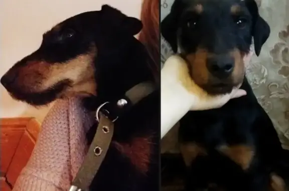 Пропала собака Ягтерьер Кира на заправке в Заволжском сельском поселении «Россия»