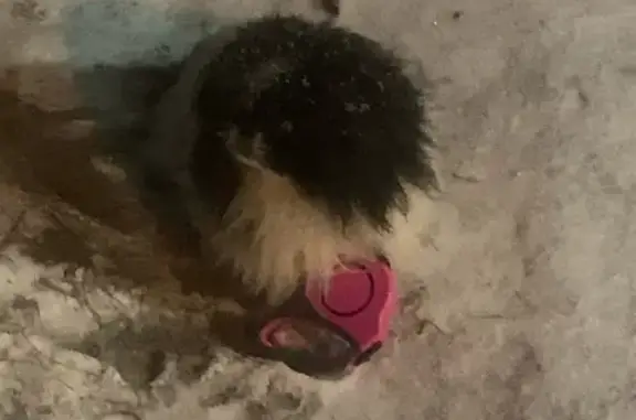 Собака с розовым поводком на ул. Молодой Гвардии, Брянск