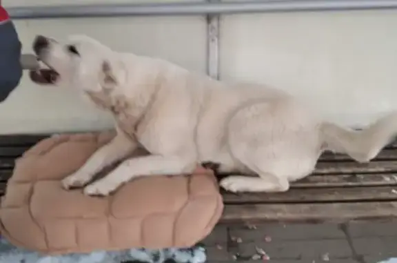 Найдена крупная белая собака в Каменном Тяжино, Московская область.